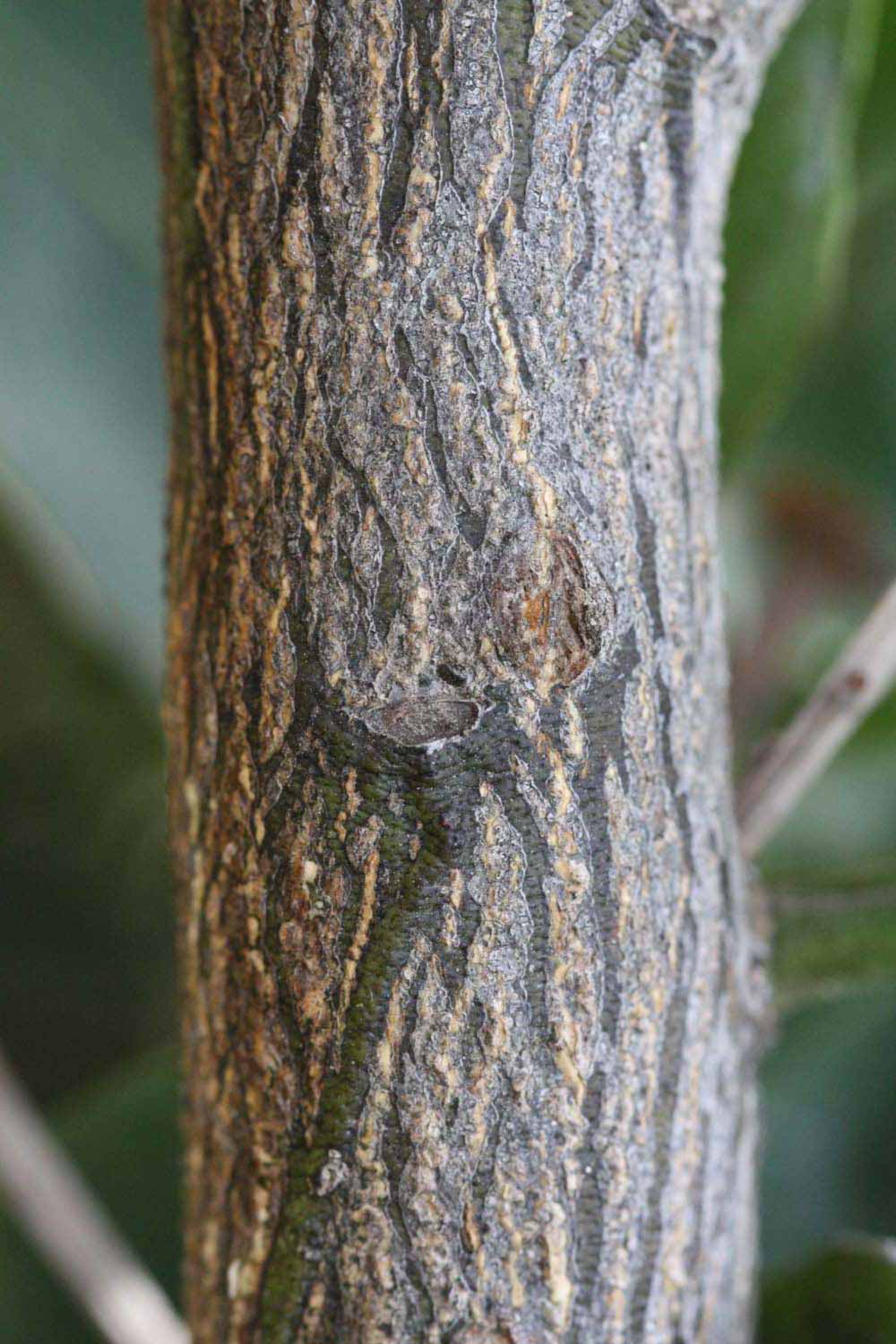              Second - third year twig (Riverside, CA)       